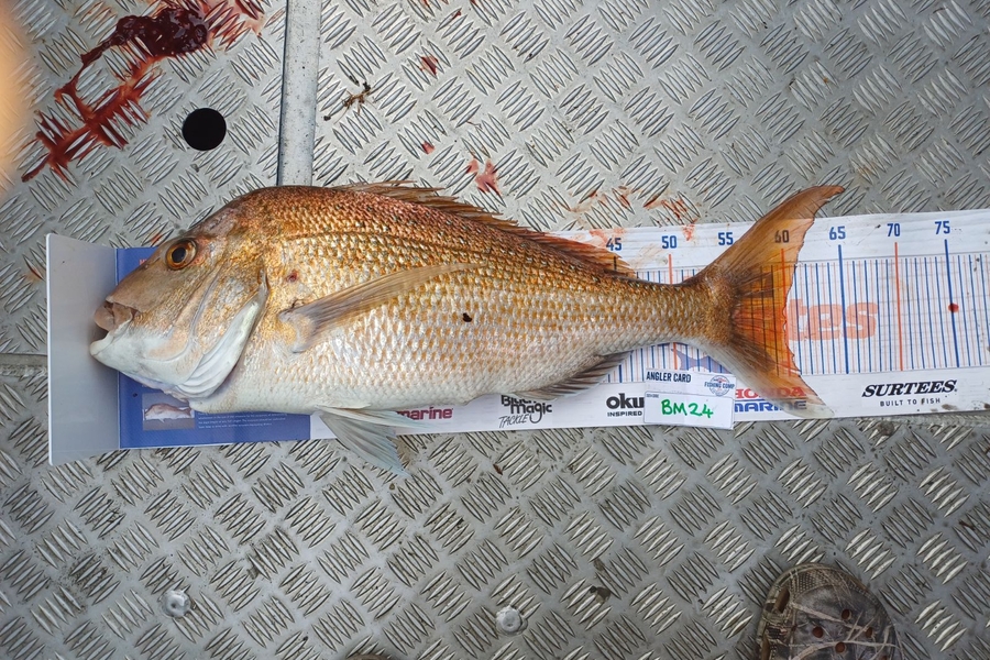 Grant Farmer caught this 60.0cm Snapper at Auckland during The Export NZ Fishing Competition