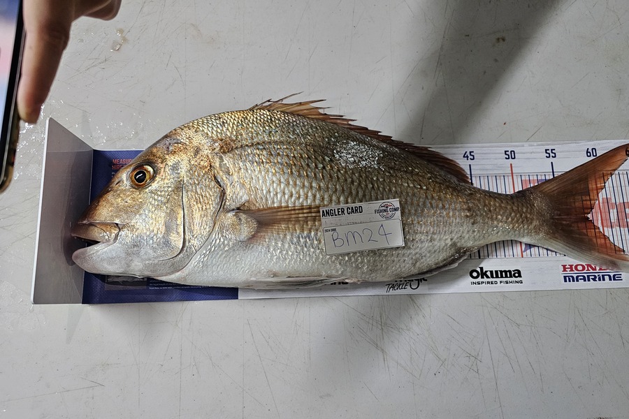 Paul Vossen caught this 58cm Snapper at Waikato during The Export NZ Fishing Competition