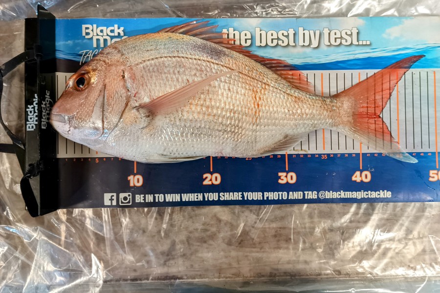 Colin Kerr caught this 42cm Snapper at East Cape during The Export NZ Fishing Competition