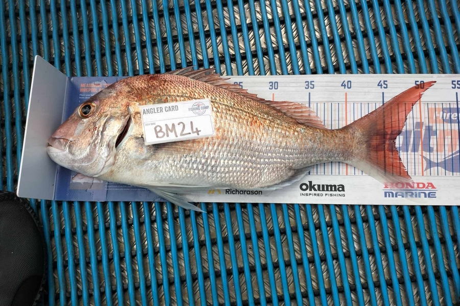 Tracey Castle caught this 46cm Snapper at Taranaki during The Export NZ Fishing Competition