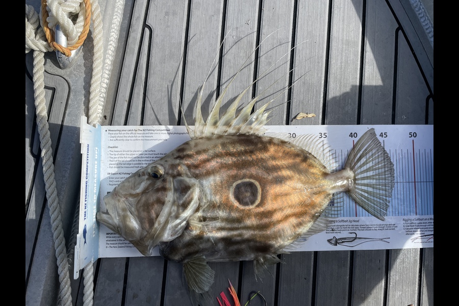 paul jackson caught this 45.0cm John Dory at Manawatu during The Export NZ Fishing Competition