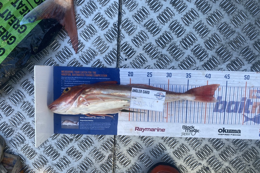Andrew Russell caught this 41.5cm Gurnard at Manawatu during The Export NZ Fishing Competition