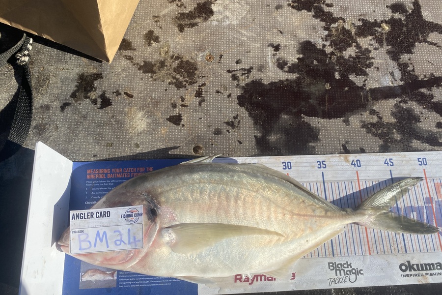 Andrew Russell caught this 44.0cm Trevally at Manawatu during The Export NZ Fishing Competition