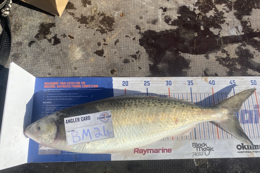 Andrew Russell caught this 44.5cm Kahawai at Manawatu during The Export NZ Fishing Competition