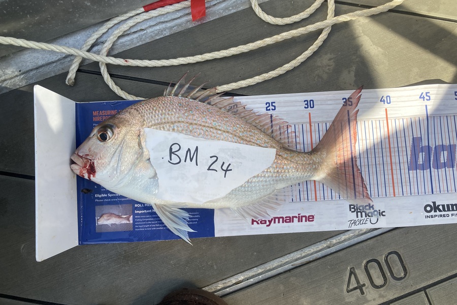 David Monagan caught this 35.5cm Snapper at Hawkes Bay during The Export NZ Fishing Competition