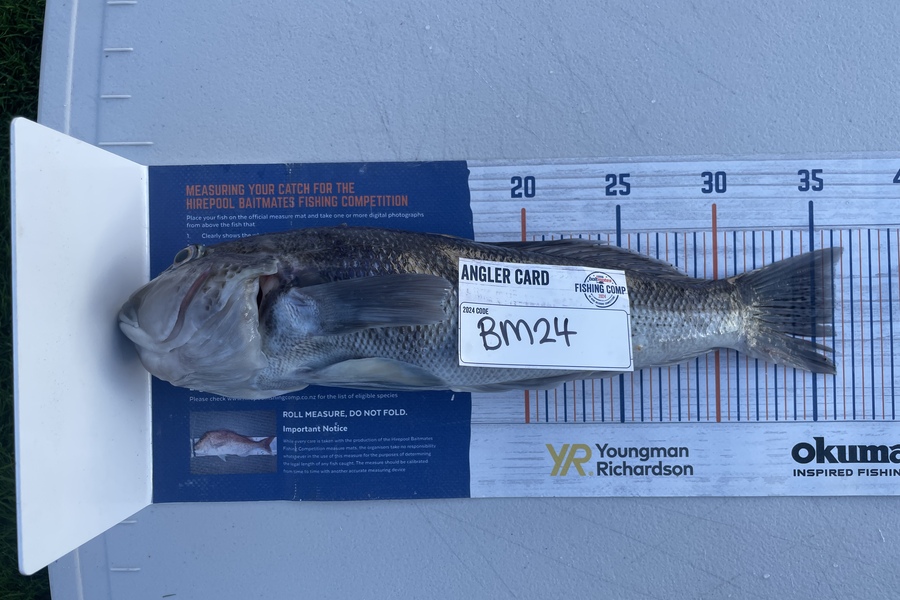 Regan George caught this 36.0cm Blue Cod at Taranaki during The Export NZ Fishing Competition
