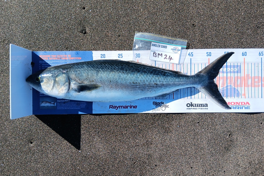Richard Cash caught this 51.5cm Kahawai at Taranaki during The Export NZ Fishing Competition