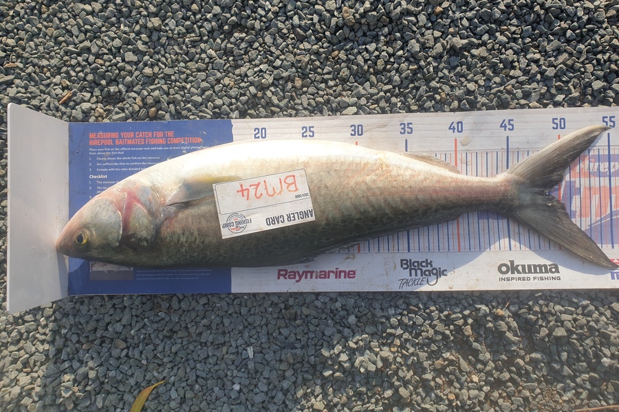 Rodney Niven caught this 48.5cm Kahawai at Wellington during The Export NZ Fishing Competition