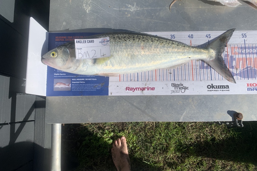 Chad Van den brand caught this 48.0cm Kahawai at Taranaki during The Export NZ Fishing Competition