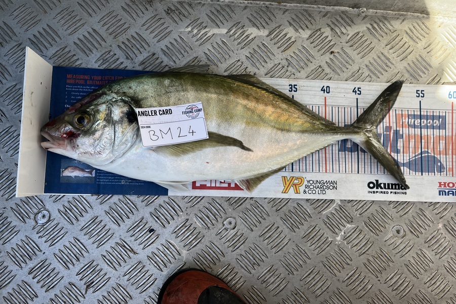 Shayne Mckenzie caught this 47.5cm Trevally at Taranaki during The Export NZ Fishing Competition