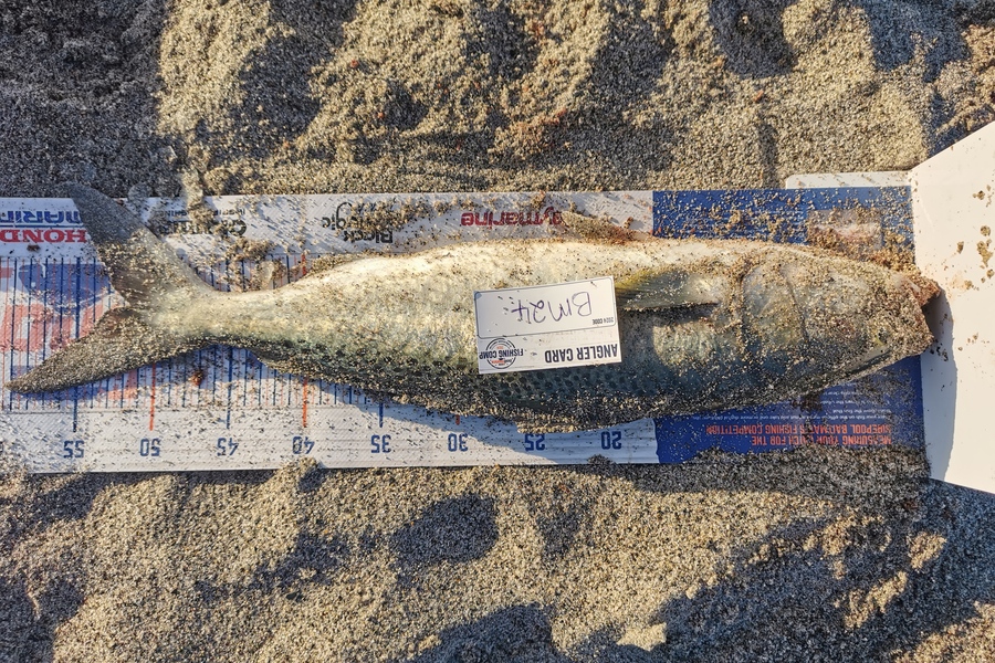 Genevieve Allan caught this 51.5cm Kahawai at Bay of Plenty during The Export NZ Fishing Competition