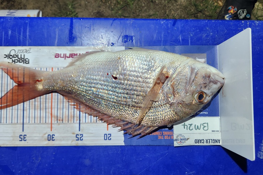 Stacey Sturge caught this 36.0cm Snapper at Northland during The Export NZ Fishing Competition