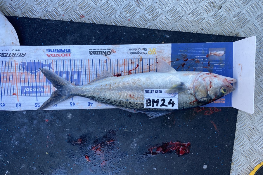 Jeremy McKibbin caught this 49.0cm Kahawai at Wellington during The Export NZ Fishing Competition