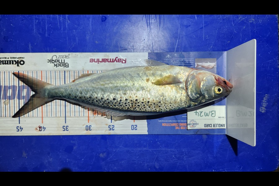 Stacey Sturge caught this 41.5cm Kahawai at Northland during The Export NZ Fishing Competition