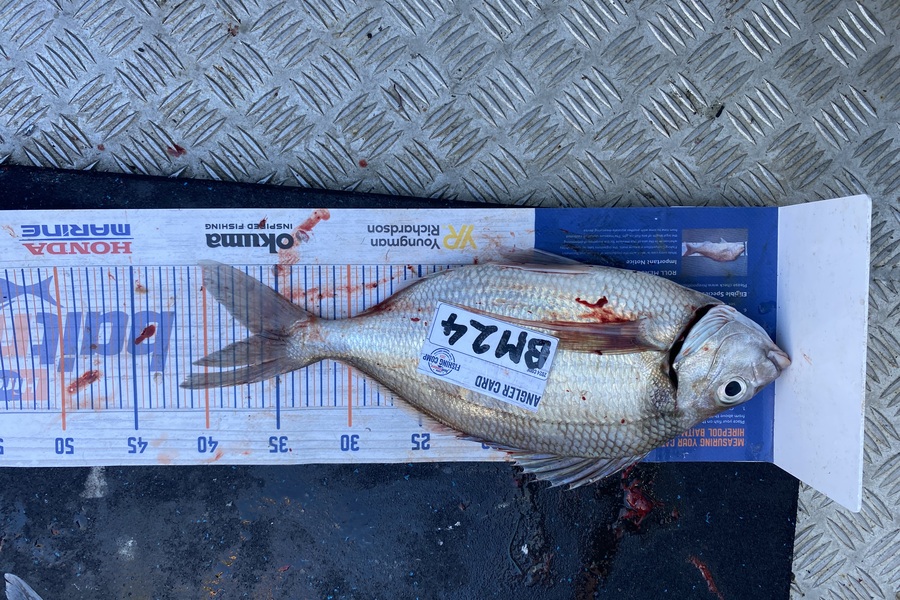 Jeremy McKibbin caught this 36.0cm Tarakihi at Wellington during The Export NZ Fishing Competition