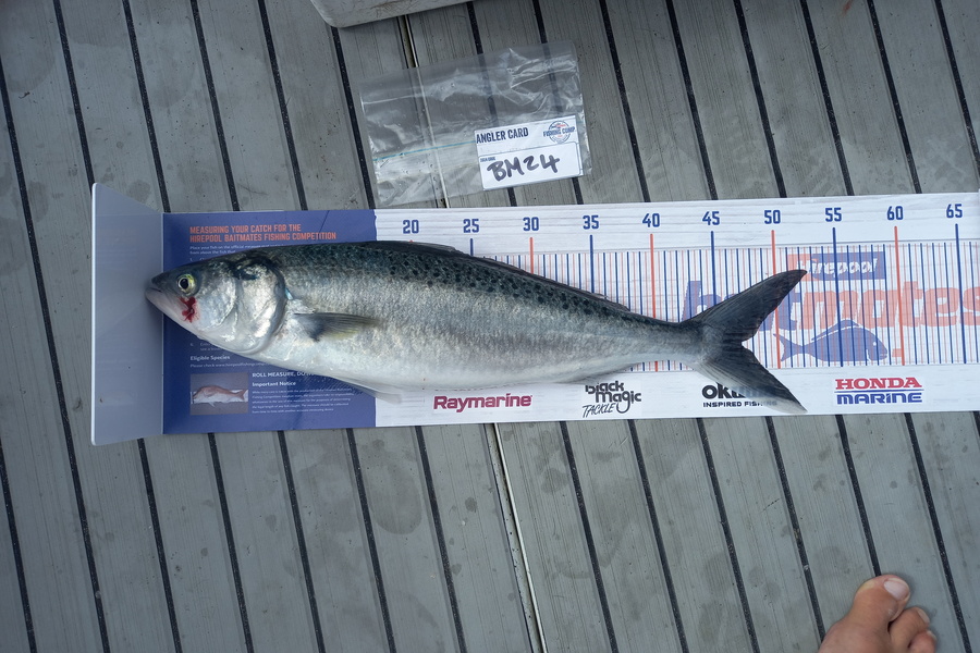 rameka martin caught this 47.0cm Kahawai at Wellington during The Export NZ Fishing Competition