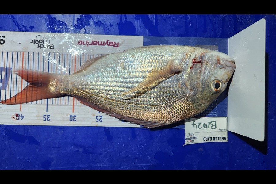 Ellie Sturge caught this 38.5cm Snapper at Northland during The Export NZ Fishing Competition