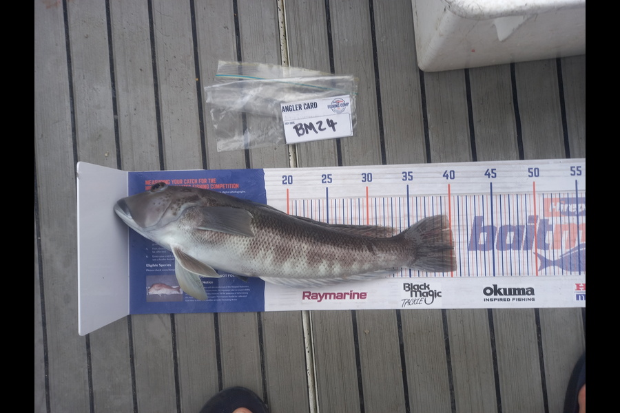 rameka martin caught this 40.0cm Blue Cod at Wellington during The Export NZ Fishing Competition