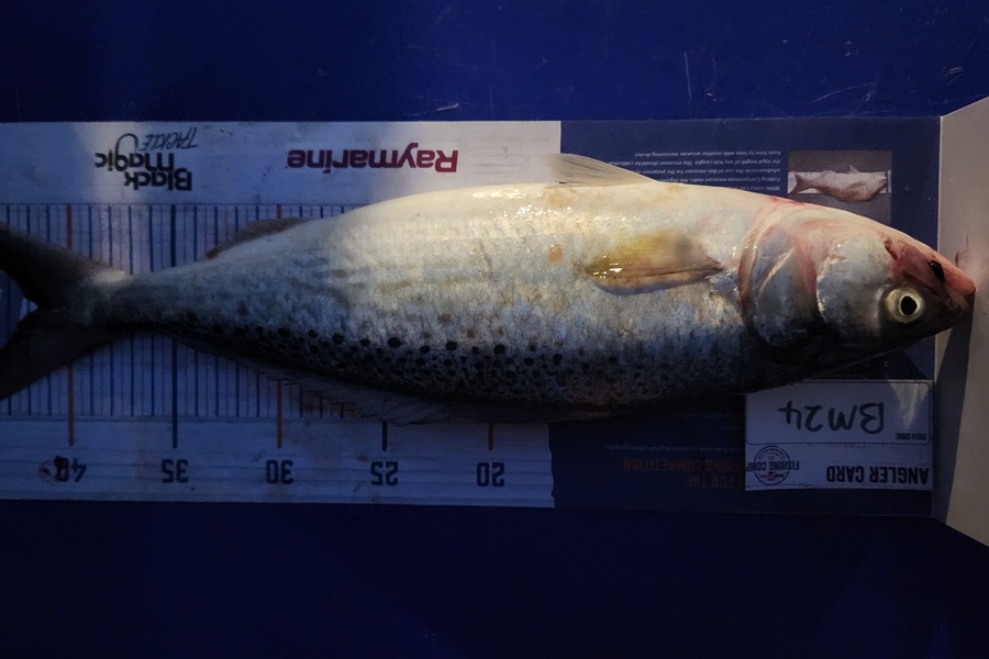 Ellie Sturge caught this 41.5cm Kahawai at Northland during The Export NZ Fishing Competition