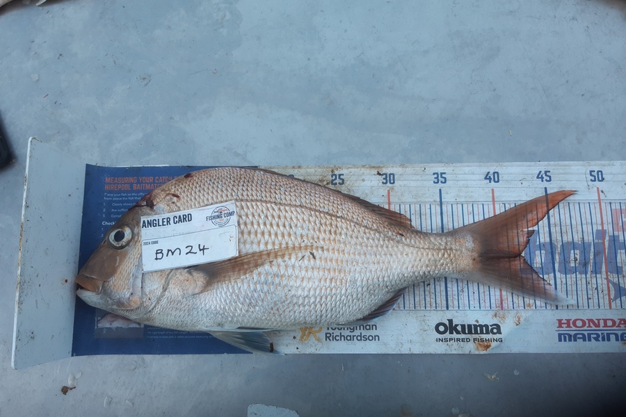 Clinton Emtage caught this 41.5cm Snapper at Northland during The Export NZ Fishing Competition