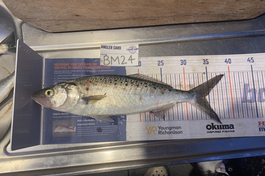 Melissa Mobbs caught this 34.0cm Kahawai at Coromandel during The Export NZ Fishing Competition