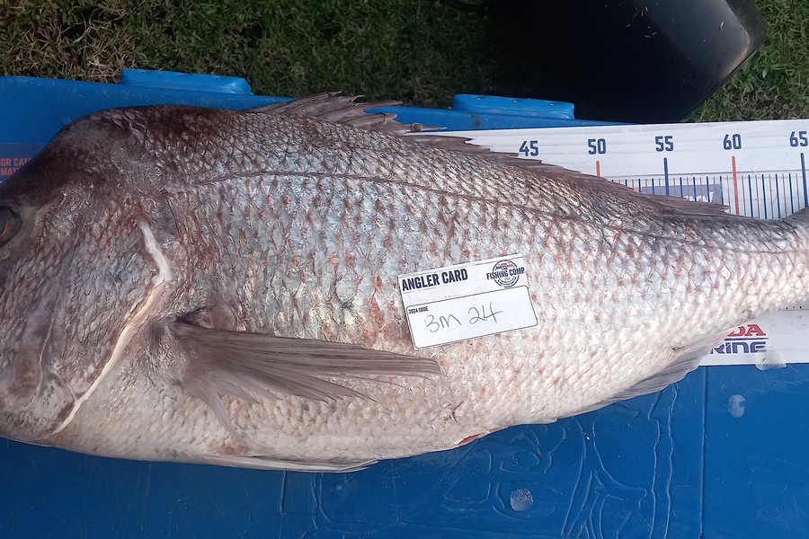 Shane Reynolds caught this 75.0cm Snapper at Northland during The Export NZ Fishing Competition