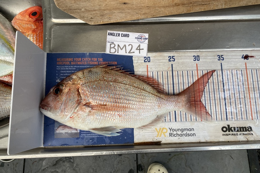 Jimmy Beer caught this 30.0cm Snapper at Coromandel during The Export NZ Fishing Competition