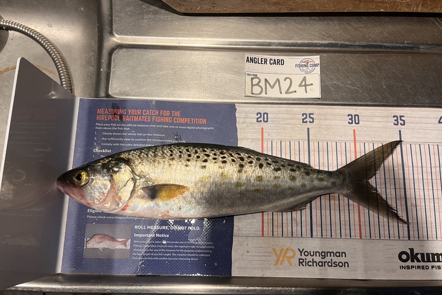 Jimmy Beer caught this 31.0cm Kahawai at Coromandel during The Export NZ Fishing Competition