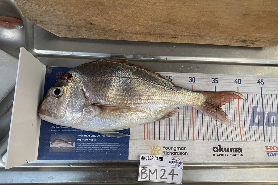 Jimmy Beer caught this 36.0cm Snapper at Coromandel during The Export NZ Fishing Competition