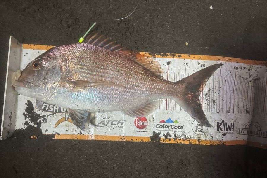 Mark  Bryan caught this 49.0cm Snapper at Taranaki during The Export NZ Fishing Competition