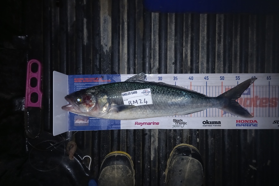 Leah Tatai caught this 54.0cm Kahawai at Northland during The Export NZ Fishing Competition