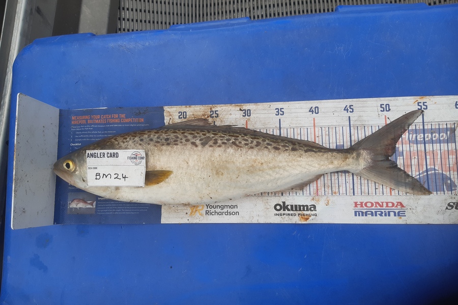 Clinton Emtage caught this 50.0cm Kahawai at Northland during The Export NZ Fishing Competition
