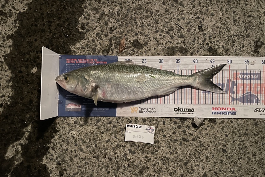 Jack Ogden caught this 44.0cm Kahawai at Bay of Plenty during The Export NZ Fishing Competition