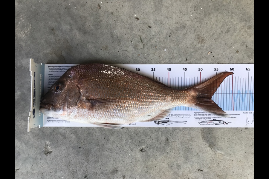 Mike Saunders  caught this 53.0cm Snapper at Waikato during The Export NZ Fishing Competition