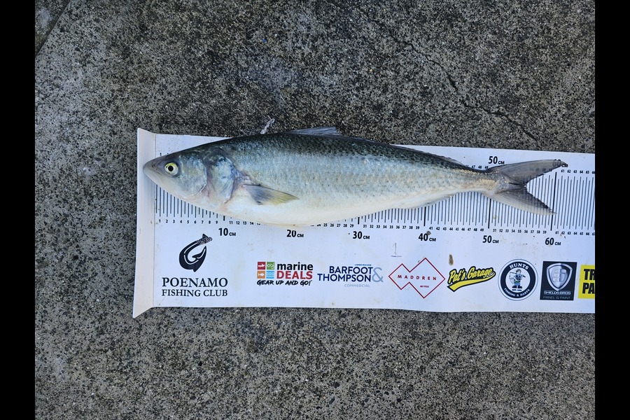 Ben Cullen caught this 55cm Kahawai at Northland during The Export NZ Fishing Competition