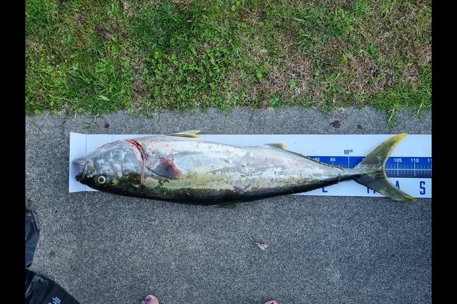 Michael Brown caught this 101.0cm Kingfish at Bay of Plenty during The Export NZ Fishing Competition