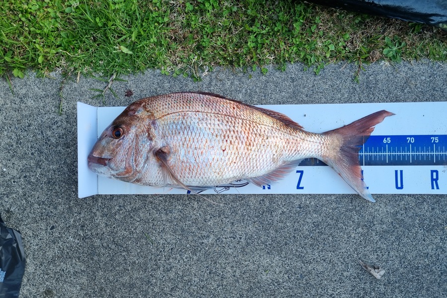 Michael Brown caught this 59.0cm Snapper at Bay of Plenty during The Export NZ Fishing Competition
