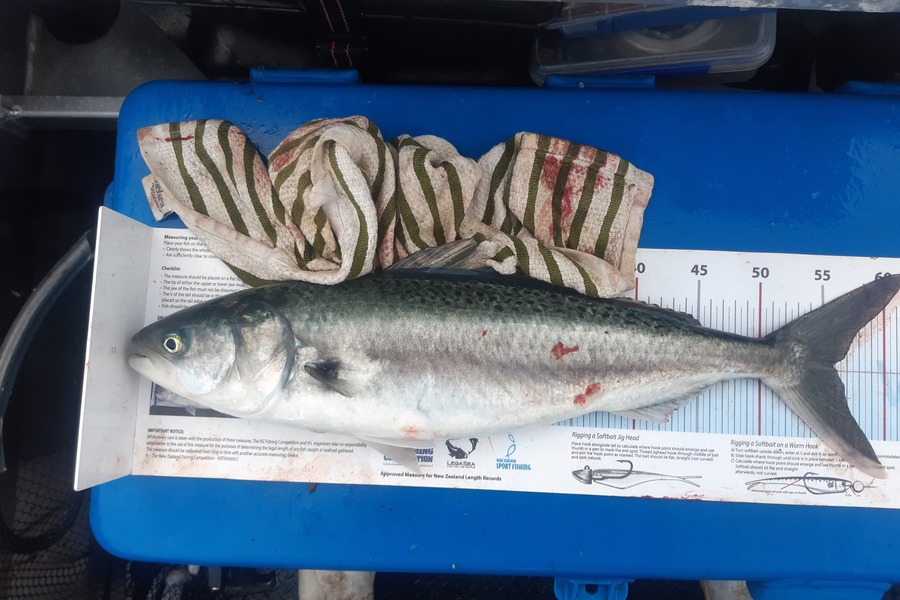 Mike Savage  caught this 55.0cm Kahawai at Nelson/Marlborough during The Export NZ Fishing Competition