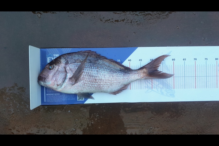 Guillaume  Chabbert caught this 52.0cm Snapper at Coromandel during The Export NZ Fishing Competition