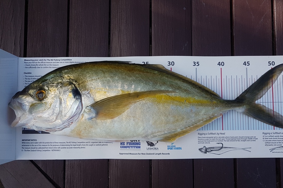 Paul  Alexander caught this 46.0cm Trevally at Northland during The Export NZ Fishing Competition