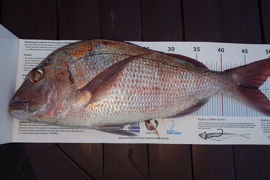 Paul  Alexander caught this 47.5cm Snapper at Northland during The Export NZ Fishing Competition