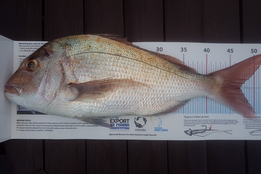 Paul  Alexander caught this 47.0cm Snapper at Northland during The Export NZ Fishing Competition