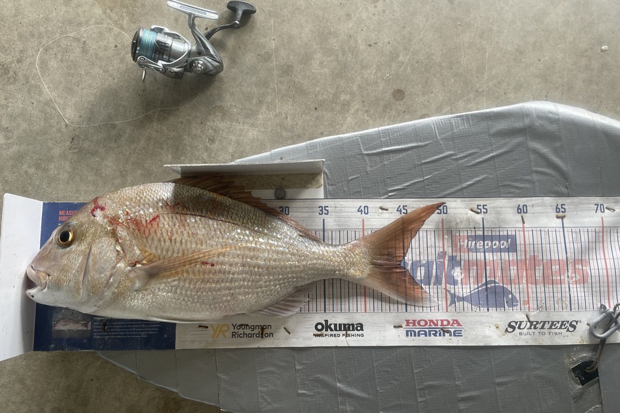 Graeme Duncan caught this 44.5cm Snapper at Bay of Plenty during The Export NZ Fishing Competition