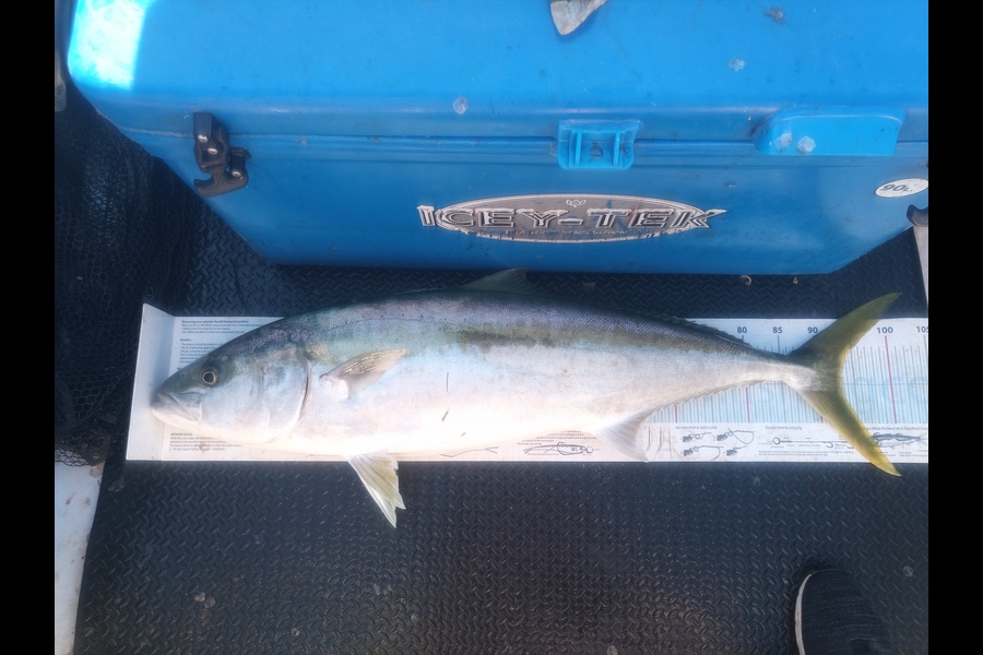 Connor Swainston caught this 93.0cm Kingfish at Nelson/Marlborough during The Export NZ Fishing Competition