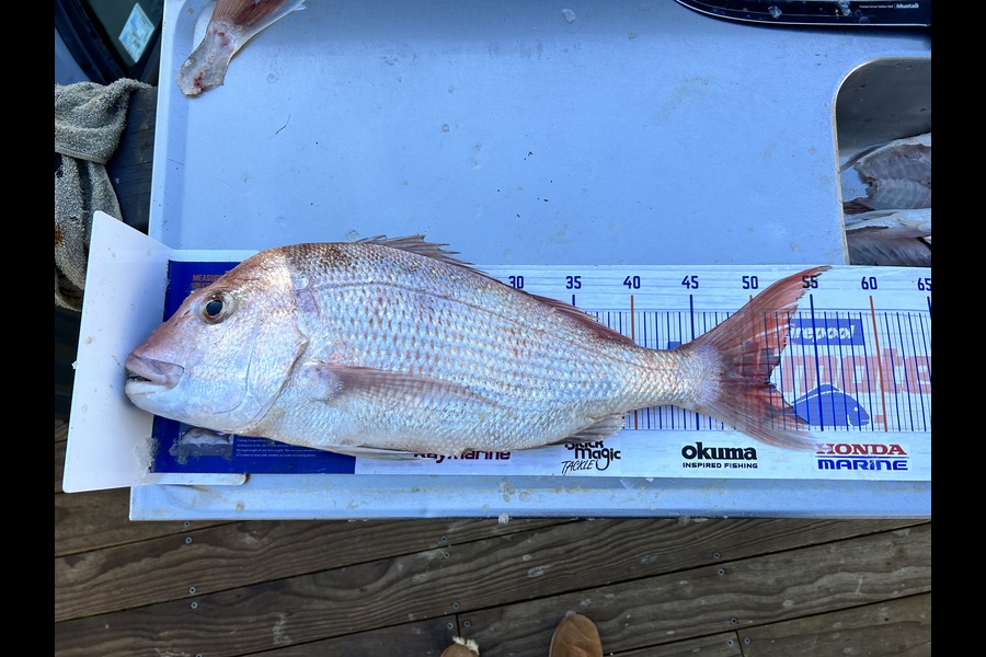 Ben Mckee caught this 50.5cm Snapper at Auckland during The Export NZ Fishing Competition