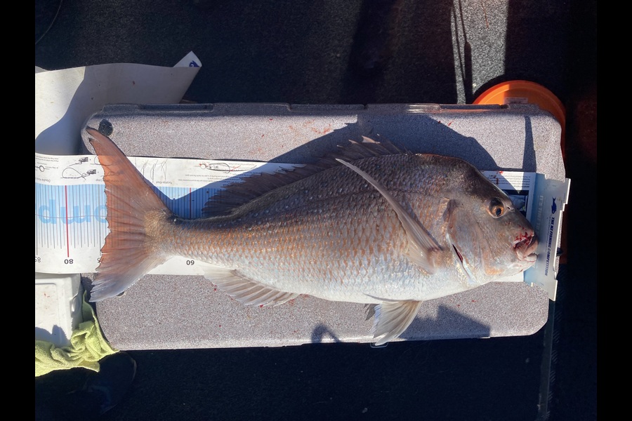 Neil Millar caught this 73cm Snapper at Auckland during The Export NZ Fishing Competition