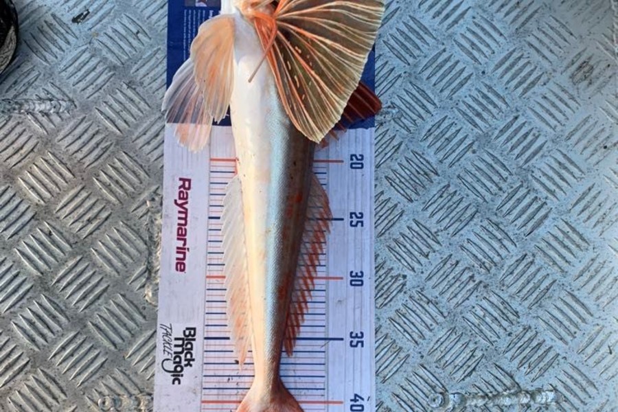 Mark  Westman caught this 46.0cm Gurnard at Hawkes Bay during The Export NZ Fishing Competition