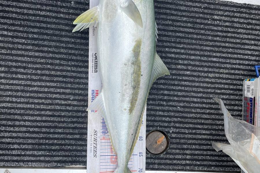 Dean Cameron caught this 75cm Kingfish at Taranaki during The Export NZ Fishing Competition