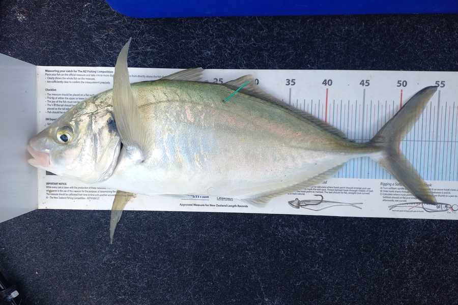 Andrew Tohu caught this 50.0cm Trevally at Northland during The Export NZ Fishing Competition
