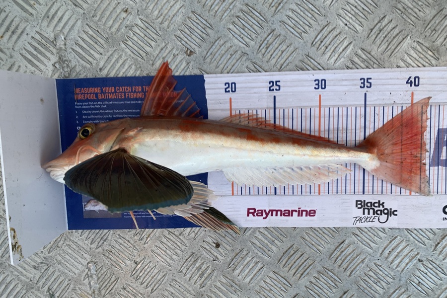 Matt  King  caught this 41.5cm Gurnard at Hawkes Bay during The Export NZ Fishing Competition